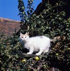 Picture of ch van alanya, turkish van cat up a tree