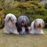 Picture of ch verles nying-chem-po, centre ch verles tom-tru, ch brackenbury gunga din of verles, group of lhasa apso