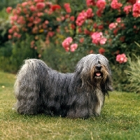 Picture of ch verles tom-tru,  lhasa apso in show coat