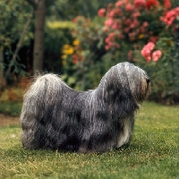 Picture of ch verles tom-tru,  lhasa apso posing