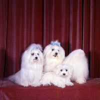 Picture of ch vicbrita delight, ch vicbrita fidelity, front, vicbrita petit point  two maltese and puppy sitting on velvet