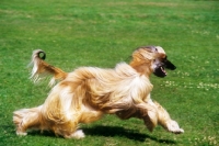 Picture of ch viscount grant (gable), afghan hound running on grass, bis crufts 1987 