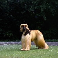 Picture of ch viscount grant (gable), afghan hound near trees bis crufts 1987 