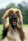 Picture of ch viscount grant (gable), afghan hound elegant portrait, best in show crufts, 
