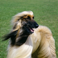 Picture of ch viscount grant (gable), afghan hound head study, bis crufts 1987 