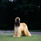 Picture of ch viscount grant (gable), afghan hound standing on grass, bis crufts 1987  