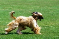 Picture of ch viscount grant (gable), afghan hound running, bis crufts 1987 