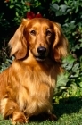 Picture of ch voryn's cafe au lait, long haired dachshund 