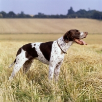 Picture of ch waghorn statesman,  pointer panting on a hot day