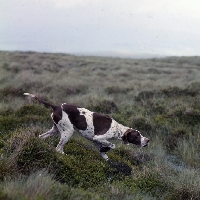 Picture of ch waghorn statesman, pointer on point on moorland with water
