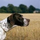 Picture of ch waghorn statesman, portrait of a pointer in a cornfields