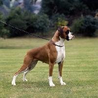 Picture of ch wardrobes clair de lune, boxer standing on grass