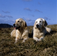 Picture of ch westley martha and ch westley mabella, two golden retrievers