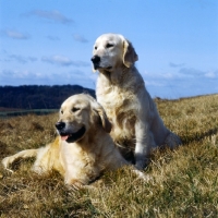 Picture of ch westley martha, ch westley mabella, 2 golden retrievers on hillside  