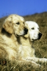 Picture of ch westley martha, ch westley mabella, 2 golden retrievers on hillside