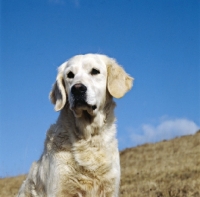 Picture of ch westley martha, or ch westley mabella golden retriever head study