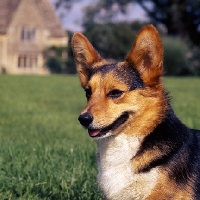 Picture of ch wey blackmint  pembroke corgi  portrait