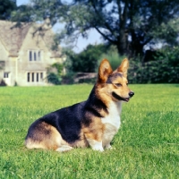Picture of ch wey blackmint pembroke corgi sitting in front of cotswold house