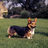 Picture of ch wey blackmint, tricolour   pembroke corgi standing on grass