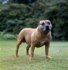 Picture of ch weycombe benny  staffordshire bull terrier looking anxious