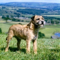 Picture of ch wharfholm blue moon  border terrier standing in the hillside