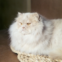 Picture of ch wildfell ploughboy, cream long hair cat on mat