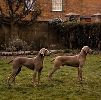 Picture of ch wolfox bittersweet, left,  two weimaraners on a lawn