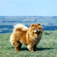 Picture of ch wongtung's bula of philmagee, chow standing on the hillside