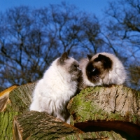 Picture of ch xox betula, seal point and copplestone maria, blue point colourpoint cats. (Aka: Persian or Himalayan)