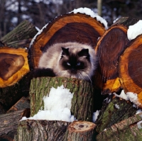 Picture of ch xox betula, seal point colourpoint cat on tree stump. (Aka: Persian or Himalayan)