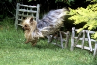 Picture of ch yadnum regal fare,  yorkshire terrier, 16 years old, jumping a small hurdle