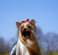 Picture of ch yadnum regal fare, head study of  yorkshire terrier in wind