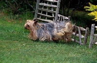 Picture of ch yadnum regal fare, yorkshire terrier, 16,  jumping a small hurdle