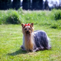 Picture of ch yadnum regal fare, yorkshire terrier standing in sunshine