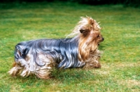 Picture of ch yadnum regal fare, yorkshire terrier, 16 years old, dashing across lawn