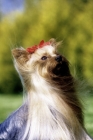 Picture of ch yadnum regal fare, yorkshire terrier, portrait