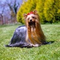 Picture of ch yadnum regal fare, yorkshire terrier looking gorgeous