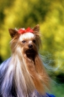 Picture of ch yadnum regal fare, yorkshire terrier, portrait