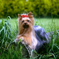 Picture of ch yadnum regal fare, yorkshire terrier lying on log