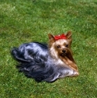Picture of ch yadnum regal fare, yorkshire terrier lying on a lawn 