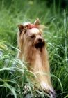 Picture of ch yadnum regal fare, yorkshire terrier, portrait