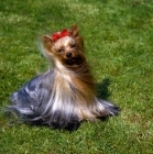 Picture of ch yadnum regal fare, yorkshire terrier with fabulous coat sitting on grass