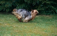 Picture of ch yadnum regal fare, yorkshire terrier champion, 16, running in grass