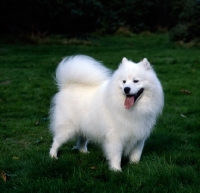 Picture of ch zamoyski lucky star of ostyak (oakie), samoyed standing in grassy field