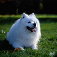 Picture of ch zamoyski lucky star of ostyak (oakie), samoyed lying down