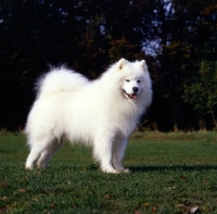 Picture of ch zamoyski lucky star of ostyak (oakie), samoyed standing