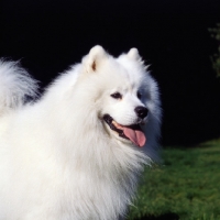 Picture of ch zamoyski lucky star of ostyak (oakie) samoyed head study on dark background