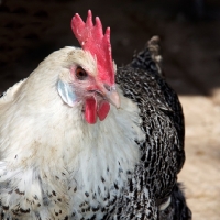 Picture of Chaams hen portrait