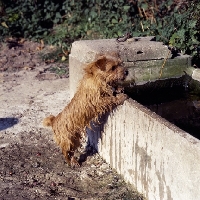 Picture of chalkyfield badger  norfolk terrier looking into  water trough
