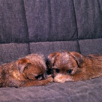 Picture of chalkyfield folly & badger, two norfolk terrier puppies lying on a sofa